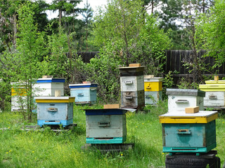 Beekeeping. Colorful beehives in the apiary, summer day