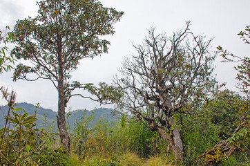 Nature landscape jungle in Nepal autumn
