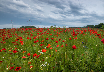 Fototapeta na wymiar in foreground is a field with poppies and the sky is cloudy