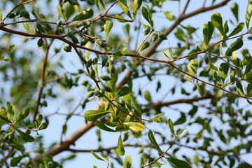 green leaf on a tree branch 
