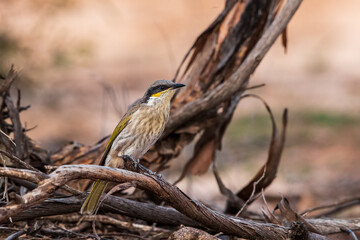The Singing Honeyeater (Gavicalis virescens) is a medium-sized honeyeater with an olive-brown back and pale gray underparts.