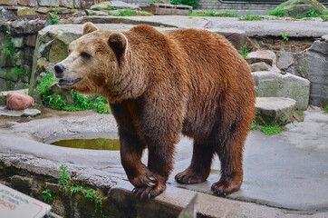 brown bear cub