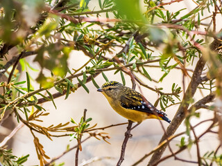 The Spotted Pardalote is one of the smallest of all Australian birds that is more often detected by...