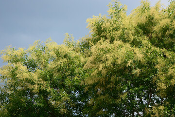green leaf on a tree 