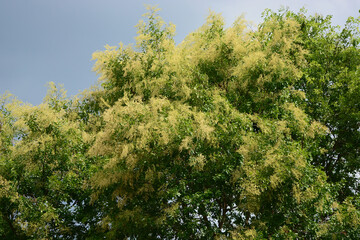 green leaf on a tree 