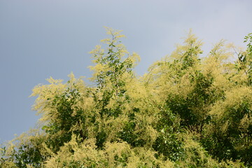 green leaf on a tree 