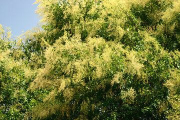 green leaf on a tree 