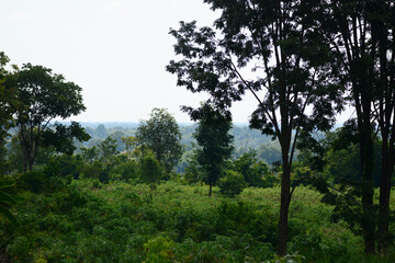a clear forest in the mountain 