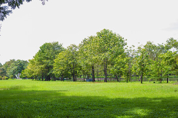 Green city public park with tree and meadow sunny day