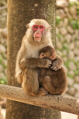 Japanese Monkeys