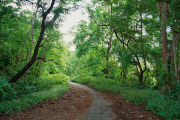 A small road in the middle of a forest surrounded by trees.