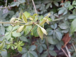close up of a plant