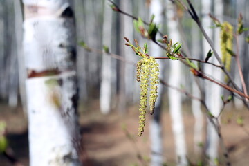 Birch trees forest in the spring. Trunks of birch. Branches of birch with catkins, peduncles. Young birch leaves.