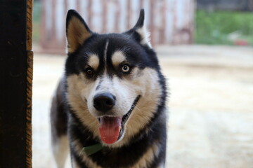 Obraz premium Muzzle (face) of a curious husky (dog)