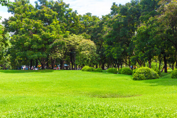 Green city public park with tree and meadow sunny day
