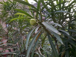 green palm tree