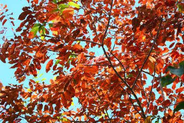 red leaf in a spring and sky background 