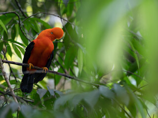 Wildlife photo of an Andean Cock-of-the-rock (Rupicola peruvianus) sitting on a tree in the moist montane forest of Peru