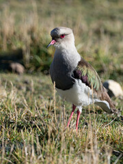 Portrait of an Andean Lapwing (Vanellus resplendens) with glossy plumage standing in a meadow, Peru