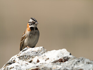 Closeup of a colourful Rufous-collared Sparrow (Zonotrichia capensis) sitting on a rock, Peru