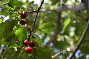 cherries on a branch