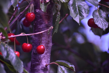 Cherries on a tree