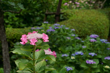 阿弥陀寺の紫陽花