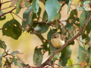 The Buff-rumped Thornbill (Acanthiza reguloides) is a small bird with thin pointed bill. Is mostly olive-brown color with a contrasting buffish or pale yellow rump patch.