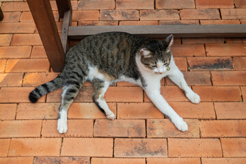 Cat chilled on brick floor background