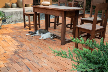 Cat chilled on brick floor background