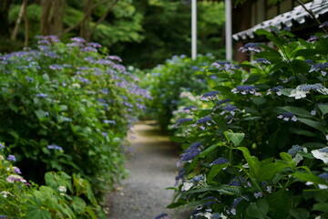 Fototapeta na wymiar 阿弥陀寺の紫陽花