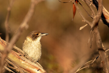 A juvenile Grey Butcherbird (Cracticus torquatus) with a olive-brown crown and face and a grey back and a thin buff buff collar. The bill is completely dark grey. 