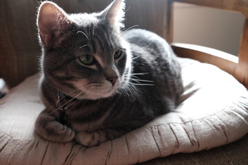 grey cat rounding on chair