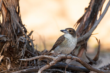 A juvenile Grey Butcherbird (Cracticus torquatus) with a olive-brown crown and face and a grey back and a thin buff buff collar. The bill is completely dark grey. 