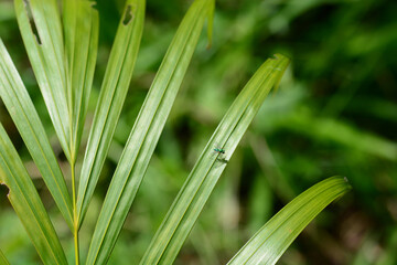 Obraz premium green leaf in the garden 