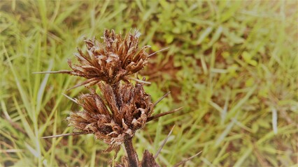 close up of a pine cone