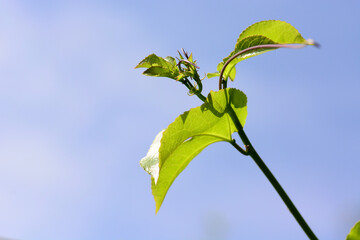 green leaf plant in the garden and the sky background