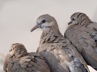 Closeup of three doves cuddled up 