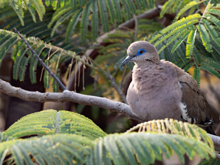 Closeup of a West Peruvian Dove (Zenaida meloda) with brigh blue eye ring resting on a branch, Peru