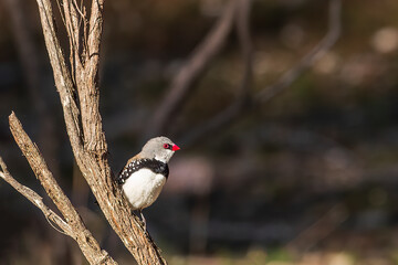 The Diamond Firetail (Stagonopleura guttata) is a small bird with a fiery red rump and tail...