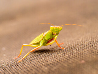 Front view of an Australian Green Mantis (Orthodera ministralis)