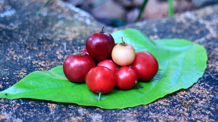 Flacourtia inermis or lovi-lovi on leaf.  