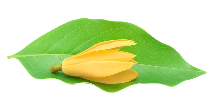 Yellow Chempaka Flowers with leaves on white background.