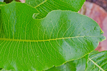 Fragment of a green leaf of garden horseradish close up
