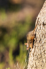 Yellow-footed Antechinus (Antechinus flavipes) is a shrew-like marsupial. Usually gray in color with a more rusty hue toward the belly and has a white-eye ring and black tipped tail.