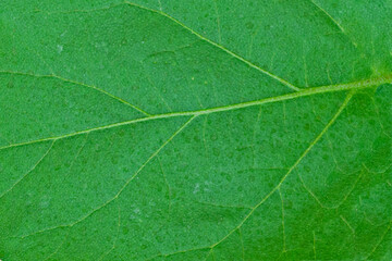 Fototapeta na wymiar A fragment of a leaf of eggplant closeup