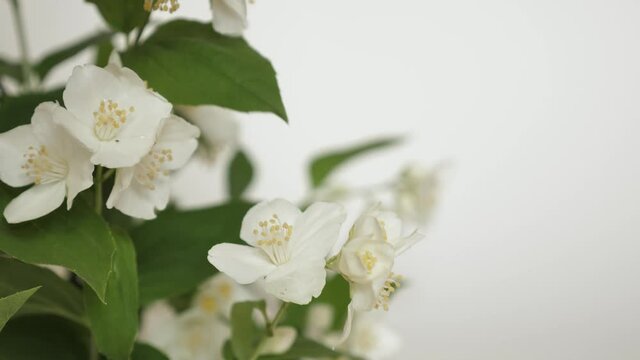 Branch of a beautiful tree bush during the flowering of jasmine. White flower with spraying. Footage shot in 4k with natural daylight