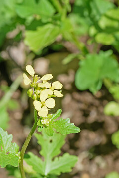 Flowers of the white mustard siderate plant close-up