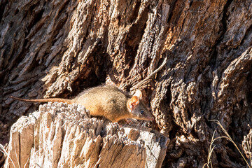 Yellow-footed Antechinus (Antechinus flavipes) is a shrew-like marsupial. Usually gray in color with a more rusty hue toward the belly and has a white-eye ring and black tipped tail.
