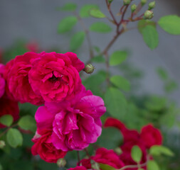 Garden roses backgrorund